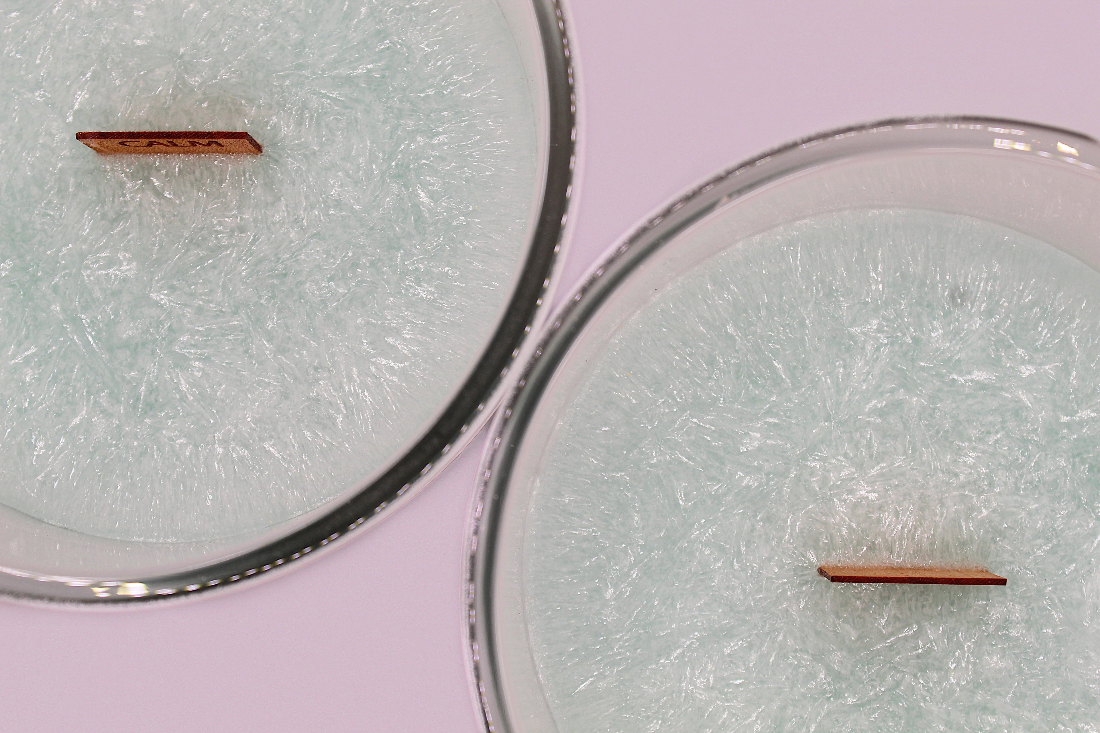 Seaside Cotton Organic Wood Wick Candle